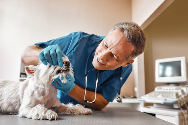Best Emergency Wisdom Tooth Extraction in Troy, PA